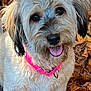 dog, autumn_leaves, pink_collar, happy, tongue_out, fluffy, outdoor, pet, cute, fall, nature, animal, fur, leaf_litter, close_up, brown_eyes, playful, portrait, seasonal, adorable