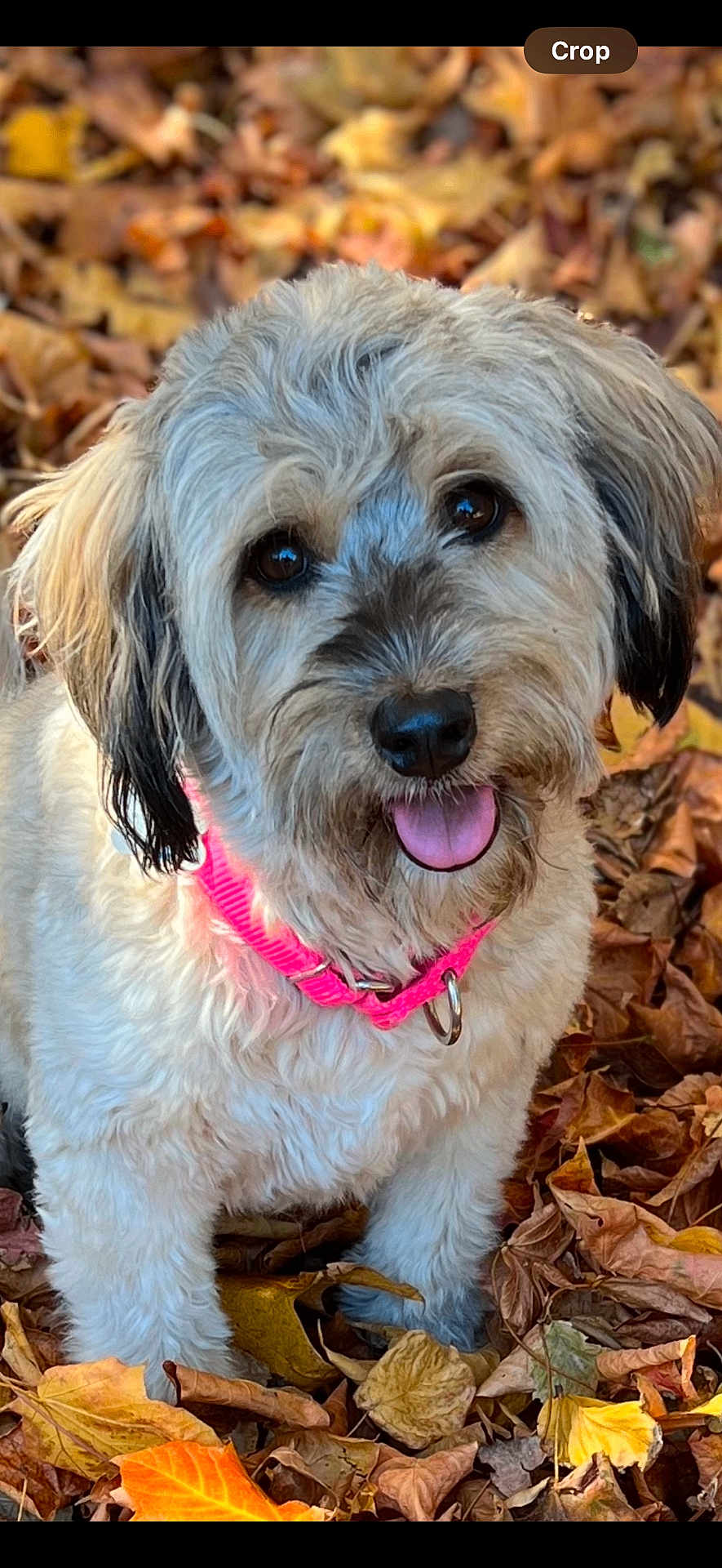 Molly is registered to the contest to win money with this photo: dog, autumn_leaves, pink_collar, happy, tongue_out, fluffy, outdoor, pet, cute, fall, nature, animal, fur, leaf_litter, close_up, brown_eyes, playful, portrait, seasonal, adorable