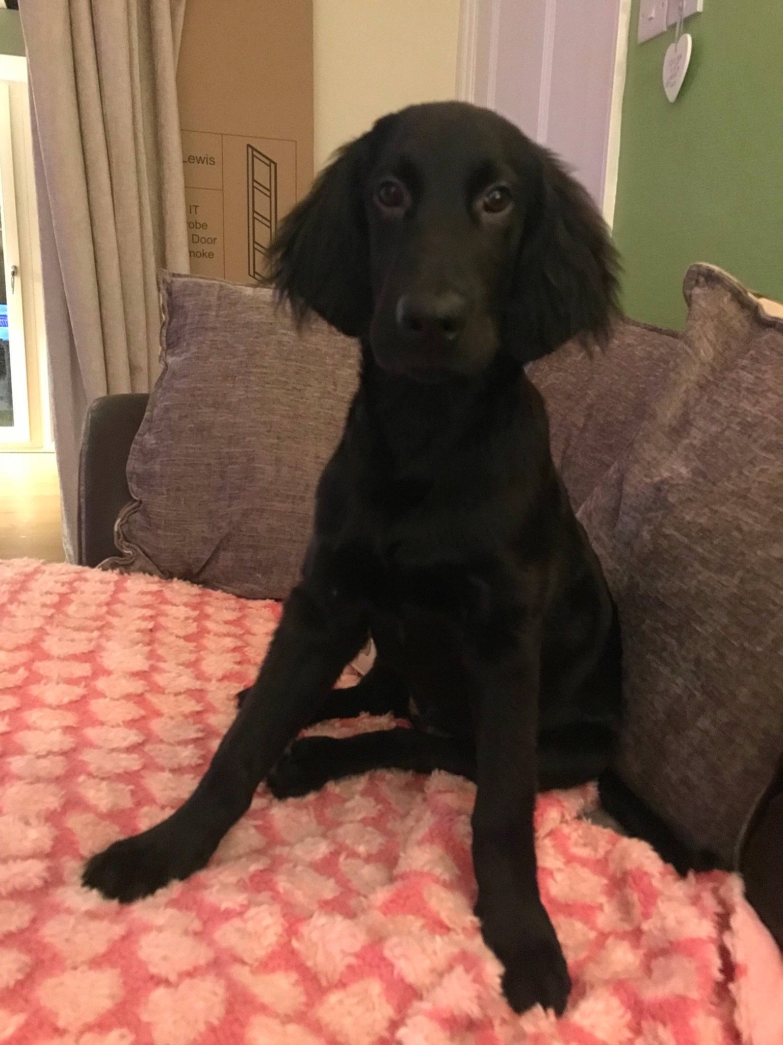 Charlie joined the competition — help win amazing prizes! borador, carnivoran, companion_dog, dog, dog_breed, dog_breed_group, dog_like_mammal, flat_coated_retriever, labrador_retriever, retriever, snout, sporting_group
