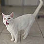 cat, white_cat, indoor, floor, tile_floor, pet, animal, feline, curious, open_mouth, ears_up, whiskers, standing, looking, alert, domestic_cat, short_fur, close_up, eye_contact, pink_nose