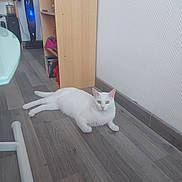 Oscar participe au concours pour gagner de l'argent avec cette photo : cat, white_cat, floor, wooden_floor, indoor, furniture, vacuum_cleaner, headphones, bookshelf, books, wall, baseboard, relaxed, pet, animal, home, living_space, quiet, domestic, resting