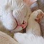 cat, white_cat, sleeping, close_up, paw, pink_nose, whiskers, fur, cozy, blanket, resting, pet, animal, cute, peaceful, indoor, relaxation, soft, feline, nap