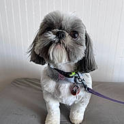 Denver is registered to the contest to win money with this photo: animal, collar, companion, cute, dog, domestic_animal, eyes, face, friendly, fur, gray_surface, groomed, indoor, leash, looking_up, pet, shih_tzu, small_dog, standing, white_wall