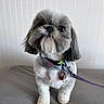 animal, collar, companion, cute, dog, domestic_animal, eyes, face, friendly, fur, gray_surface, groomed, indoor, leash, looking_up, pet, shih_tzu, small_dog, standing, white_wall