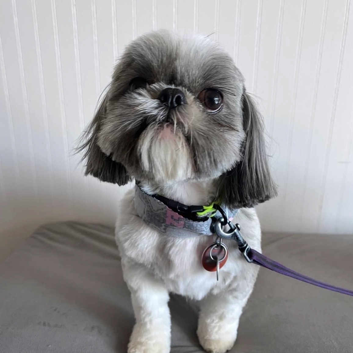 Denver is registered to the contest to win money with this photo: animal, collar, companion, cute, dog, domestic_animal, eyes, face, friendly, fur, gray_surface, groomed, indoor, leash, looking_up, pet, shih_tzu, small_dog, standing, white_wall