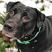 Thor joined the competition — help win amazing prizes! dog, black_dog, snow, snowflakes, outdoor, pet, animal, portrait, close_up, collar, fur, brown_eyes, nature, winter, canine, looking_up, greenery, background_blur, cute, friendly