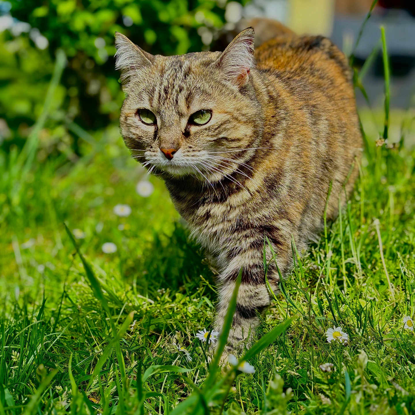 Louna participe au concours pour gagner de l'argent avec cette photo : animal, cat, closeup, cute, daylight, feline, flowers, fur, grass, greenery, leaf, mammal, nature, outdoor, pet, plant, sunlight, tabby, walking, wildlife