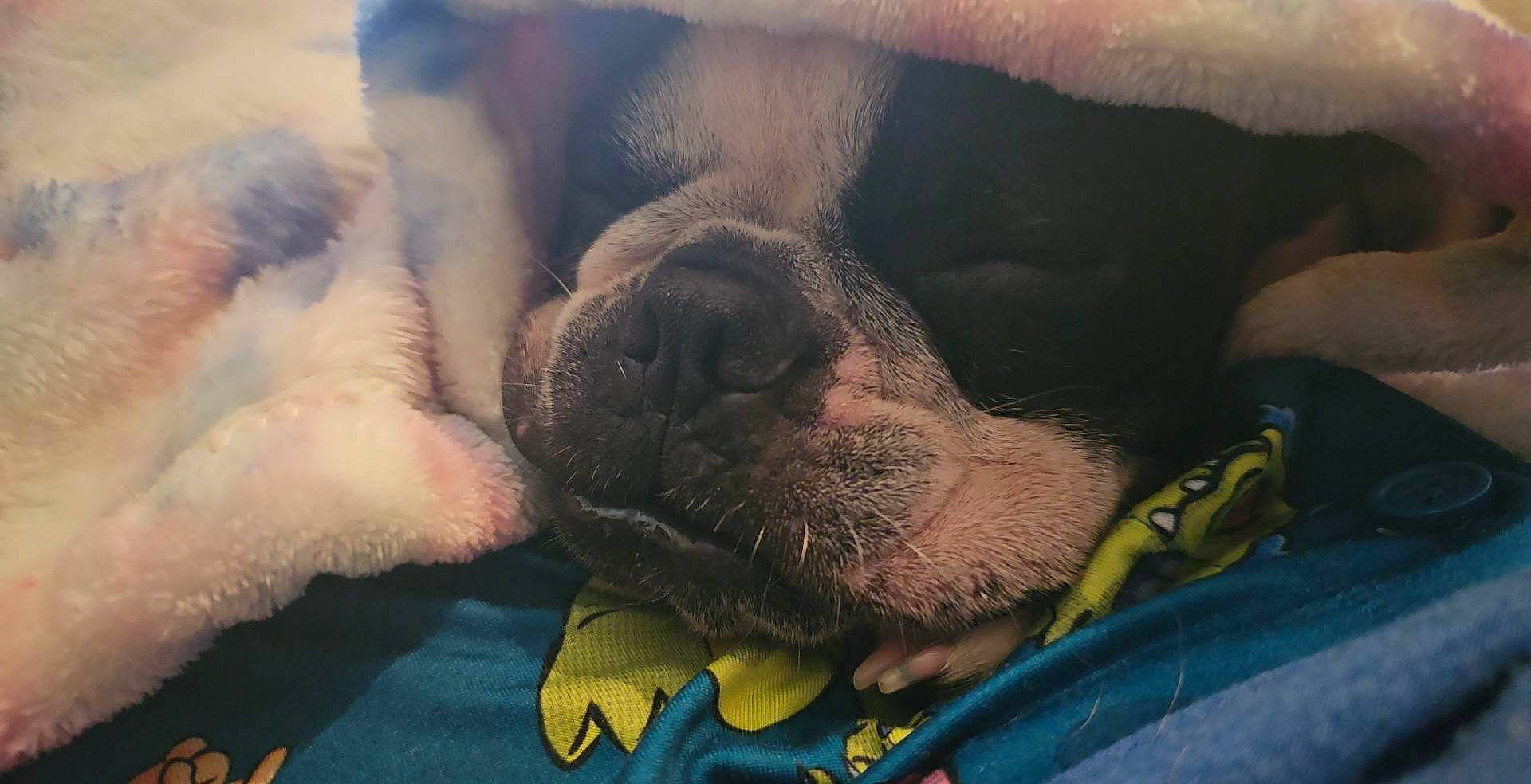 Leia is registered to the contest to win money with this photo: beard, carnivore, cloud, comfort, companion_dog, dog, dog_breed, facial_hair, fawn, fur, head, jaw, paw, sky, snout, sporting_group, terrestrial_animal, whiskers, working_animal, wrinkle