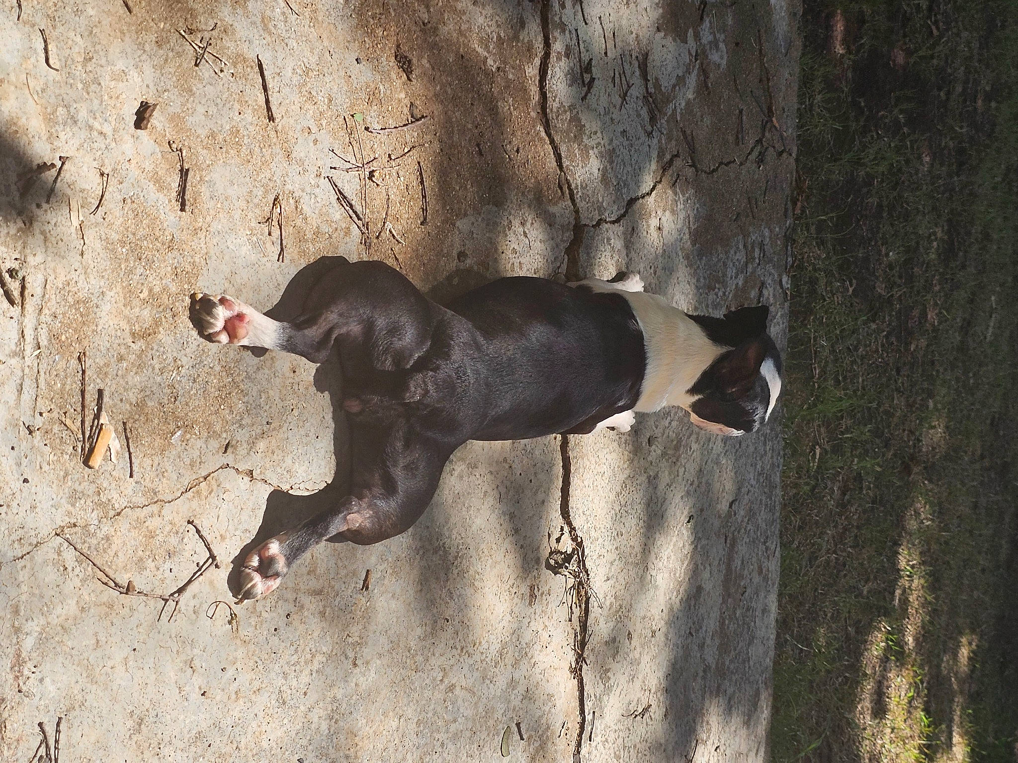 Leia joined the competition — help win amazing prizes! canidae, carnivore, dog, dog_breed, fawn, flash_photography, human_leg, landscape, leash, recreation, shadow, snout, soil, sporting_group, tail, terrestrial_animal, tints_and_shades, tree, wood, working_animal