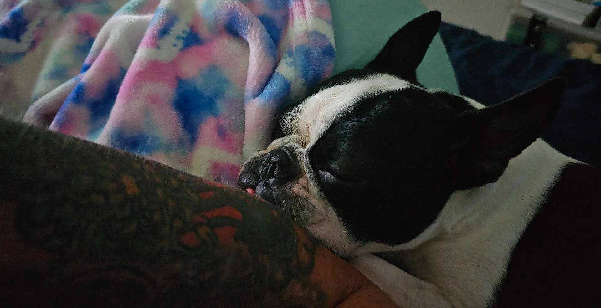 Leia joined the competition — help win amazing prizes! boston_terrier, bulldog, carmine, carnivore, cloud, comfort, companion_dog, dog, dog_breed, ear, fawn, fur, linens, nap, sleep, snout, terrestrial_animal, toy_dog, whiskers, working_animal