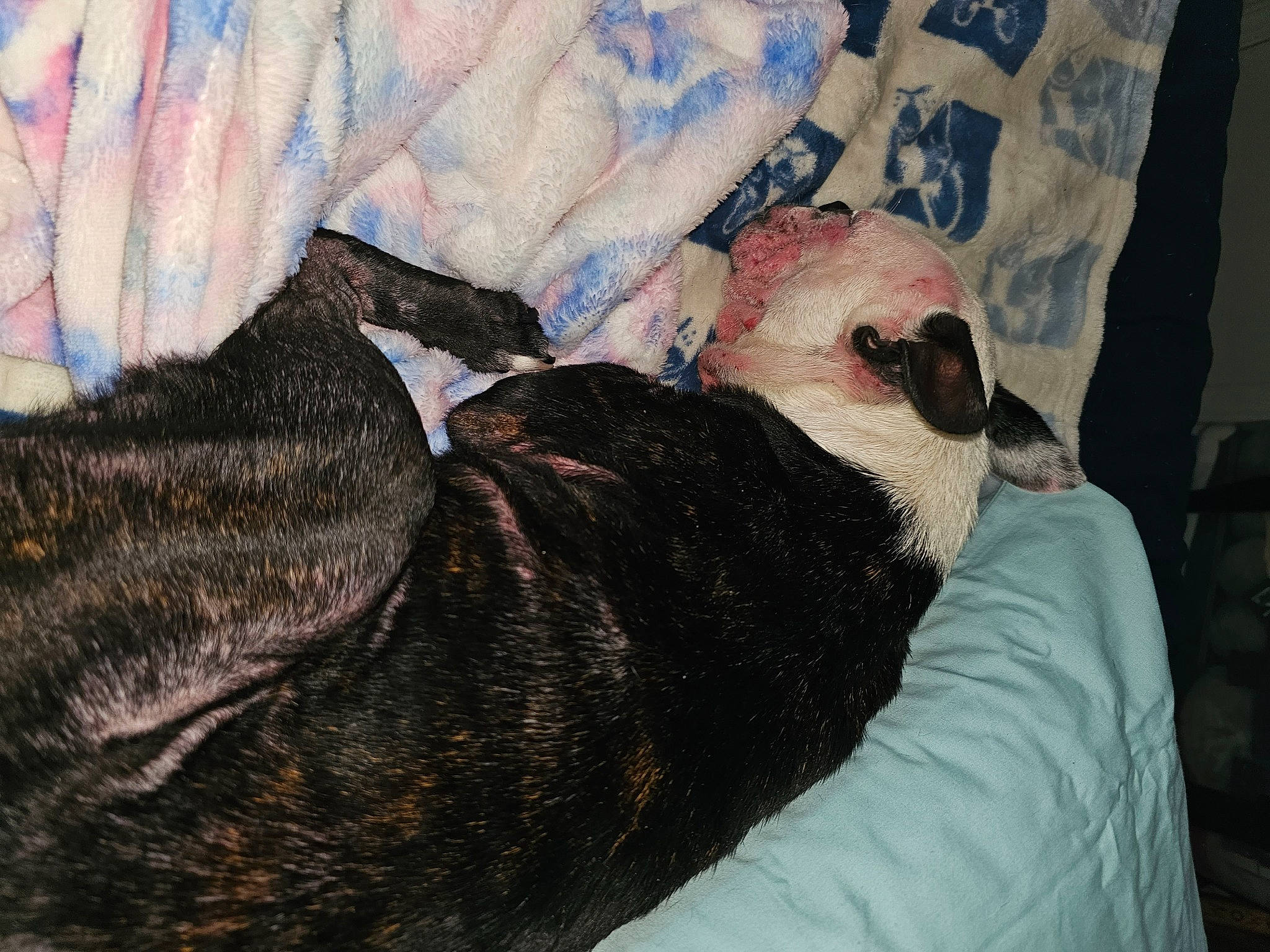 Dixie is registered to the contest to win money with this photo: art, canidae, carnivore, comfort, companion_dog, couch, dog, dog_breed, fawn, felidae, fur, grey, linens, mammal, small_to_medium_sized_cats, snout, sporting_group, tail, vertebrate, whiskers