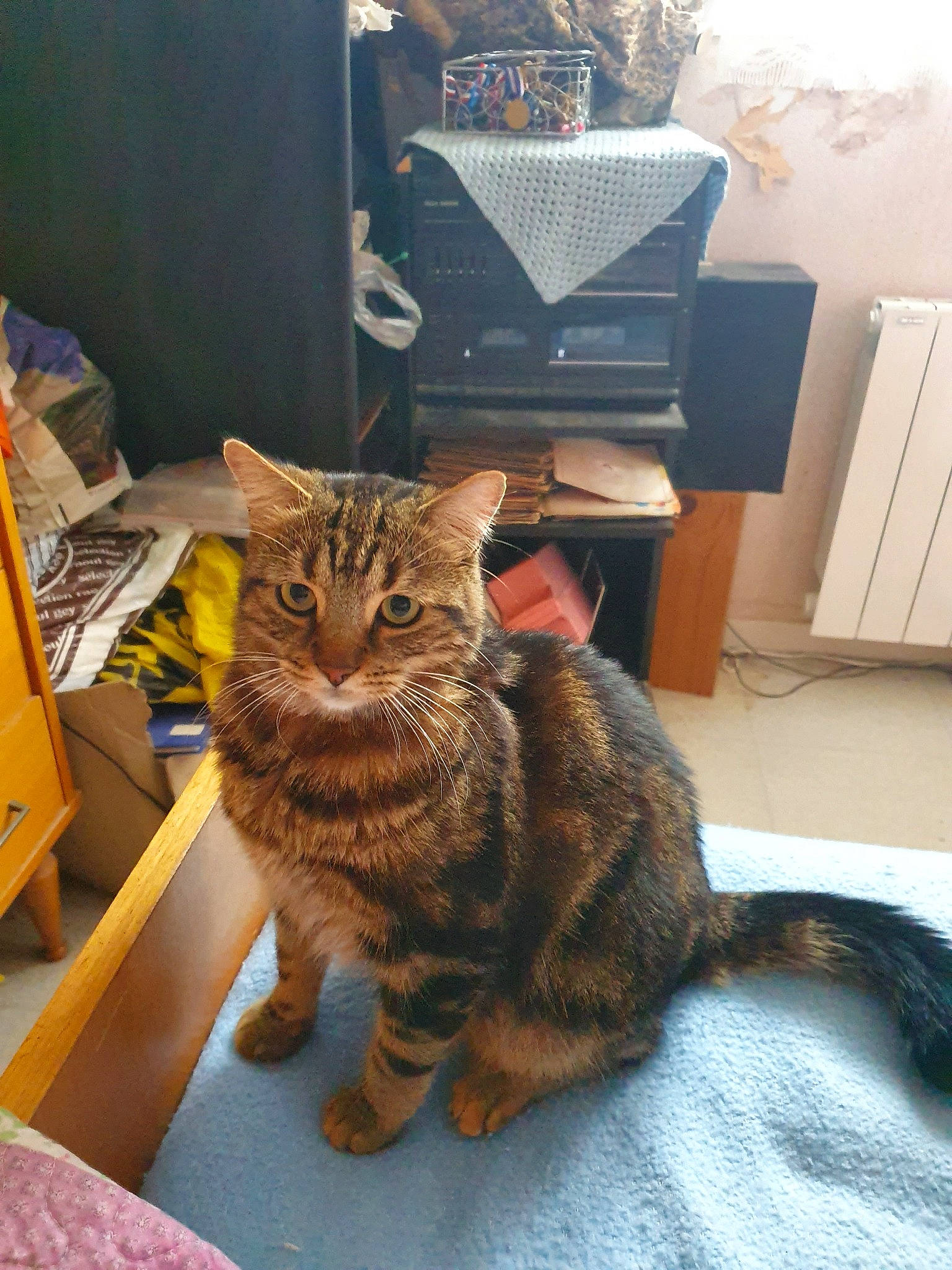 Grisous a rejoint le concours — aidez-le/la à gagner de superbes lots ! american_shorthair, asian, bengal, california_spangled, carnivore, cat, domestic_short_haired_cat, dragon_li, european_shorthair, felidae, fur, kitten, kurilian_bobtail, mammal, pixie_bob, sitting, small_to_medium_sized_cats, tabby_cat, toyger, whiskers