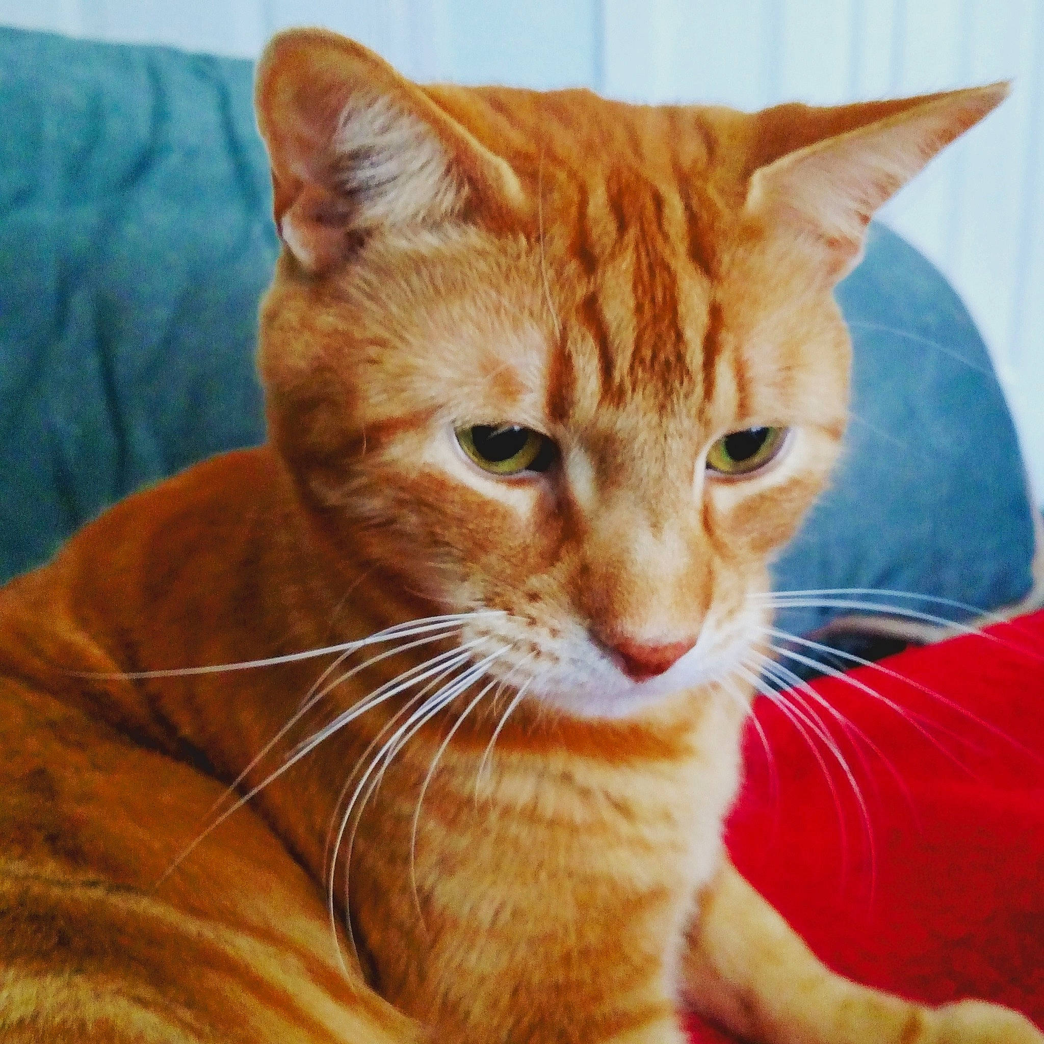 Champ is registered to the contest to win money with this photo: carnivore, cat, cat_supply, claw, comfort, domestic_short_haired_cat, ear, fawn, felidae, fur, head, paw, pet_supply, sitting, small_to_medium_sized_cats, snout, tail, terrestrial_animal, whiskers, wood