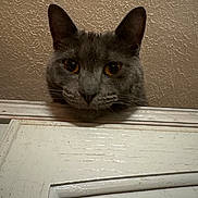 Moe joined the competition — help win amazing prizes! amber_eyes, animal, cat, closeup, curious, domestic_cat, door, ears, feline, gray_cat, head, indoor, looking, mischievous, peeking, pet, portrait, textured_wall, wall, whiskers