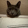 cat, gray_cat, door, peeking, curious, amber_eyes, ears, indoor, wall, textured_wall, animal, pet, closeup, head, looking, feline, mischievous, domestic_cat, whiskers, portrait