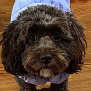 Daisy is registered to the contest to win money with this photo: adorable, animal, brown, companion, cozy, curly_hair, cute, dog, domestic, fluffy, fur, furry, indoor, lilac, looking_up, pet, pink_rug, puffy_jacket, small_dog, wooden_floor