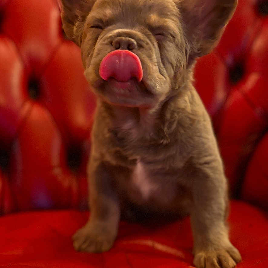 Wombat is registered to the contest to win money with this photo: adorable, animal, close_up, cozy, cute, dog, ears, expression, front_paws, fur, indoor, leather, pet, puppy, red_couch, sitting, small_dog, snout, texture, tongue_out