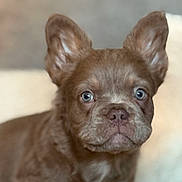 Wombat joined the competition — help win amazing prizes! puppy, dog, brown, blue_eyes, pet, close_up, portrait, cozy, bed, indoor, cute, fur, animal, young, looking, ears, snout, nose, soft, background_blur
