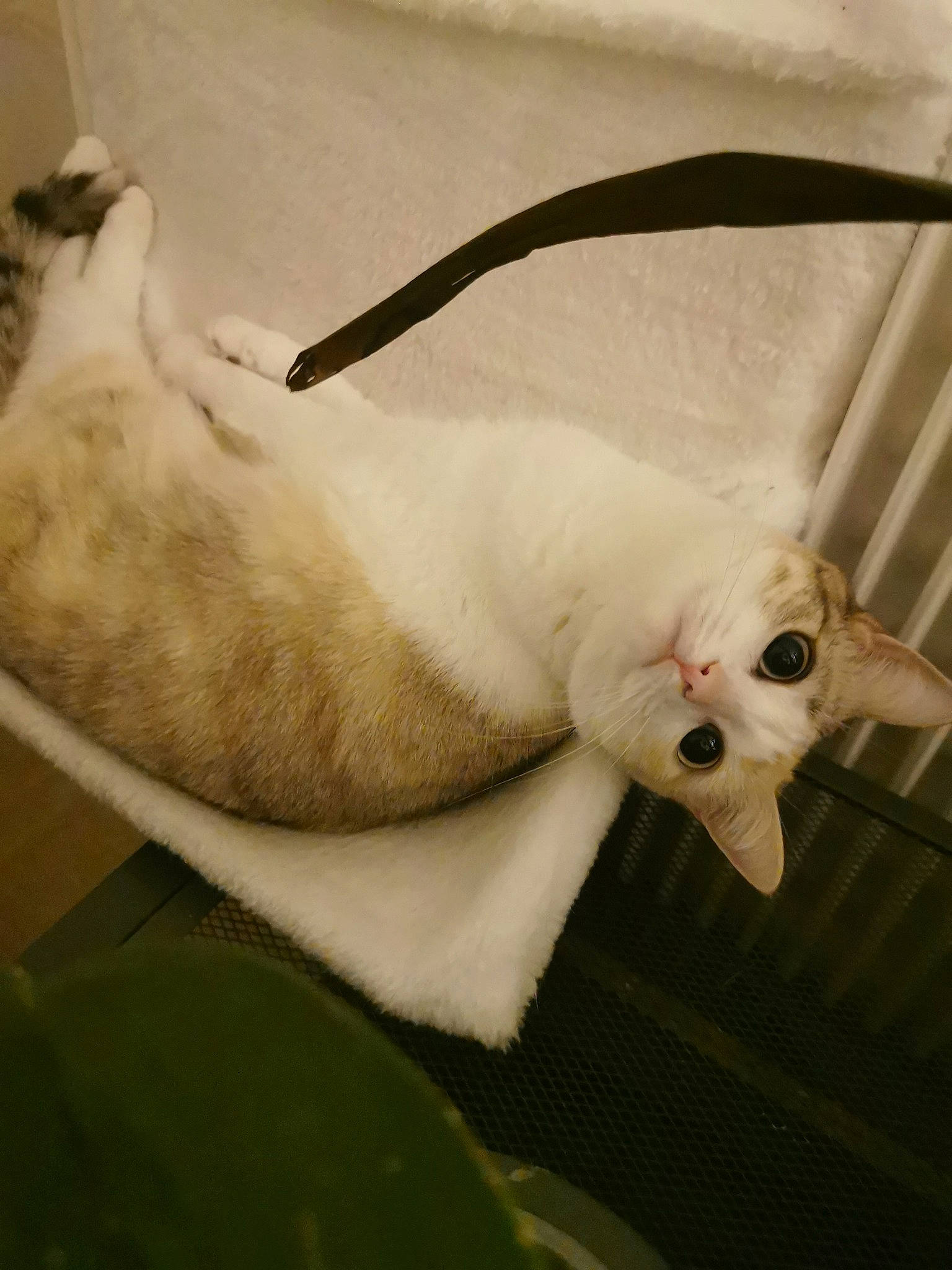 Shanelle a rejoint le concours — aidez-le/la à gagner de superbes lots ! canidae, carnivore, cat, claw, comfort, domestic_short_haired_cat, fawn, felidae, foot, fur, linens, mammal, nap, paw, sleep, small_to_medium_sized_cats, snout, tail, whiskers