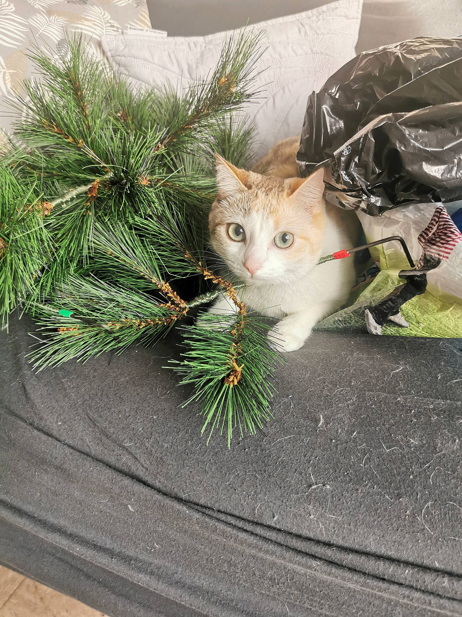 Shanelle a rejoint le concours — aidez-le/la à gagner de superbes lots ! carnivore, cat, christmas, christmas_decoration, christmas_ornament, christmas_tree, conifer, domestic_short_haired_cat, event, evergreen, fawn, felidae, grass, plant, small_to_medium_sized_cats, snout, tail, tree, twig, whiskers