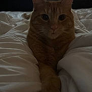 Carrot joined the competition — help win amazing prizes! cat, orange_tabby, pet, animal, bed, blanket, indoor, feline, cozy, resting, fur, whiskers, ears, looking, cute, domestic, sleepy, home, relaxed, dark
