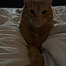 cat, orange_tabby, pet, animal, bed, blanket, indoor, feline, cozy, resting, fur, whiskers, ears, looking, cute, domestic, sleepy, home, relaxed, dark