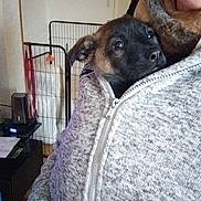 Aïko a rejoint le concours — aidez-le/la à gagner de superbes lots ! animal, black, brown, closeup, cozy, cute, dog, face, fence, hand, home, indoor, person, pet, puppy, snug, sweater, warm, young_dog, zipper