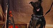 Aïko participe au concours pour gagner de l'argent avec cette photo : animal, background, bow, brown, dog, harness, indoor, leash, microphone, microphone_stand, musical_instrument, musician, performance, pet, portrait, sitting, stage, vintage, violin, wooden_floor