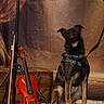 animal, background, bow, brown, dog, harness, indoor, leash, microphone, microphone_stand, musical_instrument, musician, performance, pet, portrait, sitting, stage, vintage, violin, wooden_floor