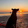 Aïko a rejoint le concours — aidez-le/la à gagner de superbes lots ! animal, beach, calm, dog, evening, horizon, leash, nature, outdoor, pet, reflection, relaxation, sand, scenic, silhouette, sky, sun, sunset, vacation, water