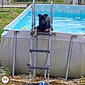 Aïko participe au concours pour gagner de l'argent avec cette photo : animal, backyard, blue, canine, daytime, dog, fence, grass, ladder, metal, nature, outdoor, pet, play, pool, recreation, relaxation, summer, toy, water