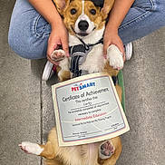 Lucky Ducky joined the competition — help win amazing prizes! dog, corgi, certificate, graduation_cap, pet_smart, achievement, person, hands, paws, jeans, concrete_floor, indoor, training, award, pet_training, sitting, cute, pet, celebration, happy