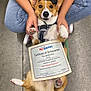 dog, corgi, certificate, graduation_cap, pet_smart, achievement, person, hands, paws, jeans, concrete_floor, indoor, training, award, pet_training, sitting, cute, pet, celebration, happy
