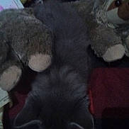 Smokey joined the competition — help win amazing prizes! cat, stuffed_toy, sloth, grey_cat, fabric, indoor, soft_toys, plush, animal, pet, furry, sleeping, cozy, dark, blurry, closeup, resting, toy_animal, cuddly, quiet