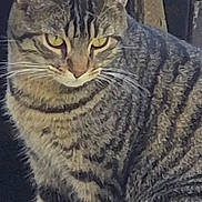Rocky participe au concours pour gagner de l'argent avec cette photo : cat, tabby, yellow_eyes, fur, animal, pet, close_up, striped, whiskers, ears, face, sitting, feline, domestic_cat, looking, animal_portrait, indoor, calm, curious, mammal