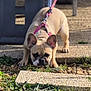 dog, leash, outdoor, stone_path, grass, pet, curious, tan_dog, small_dog, harness, sunlight, daytime, sniffing, ground, animal, pavement, garden, canine, nature, playful