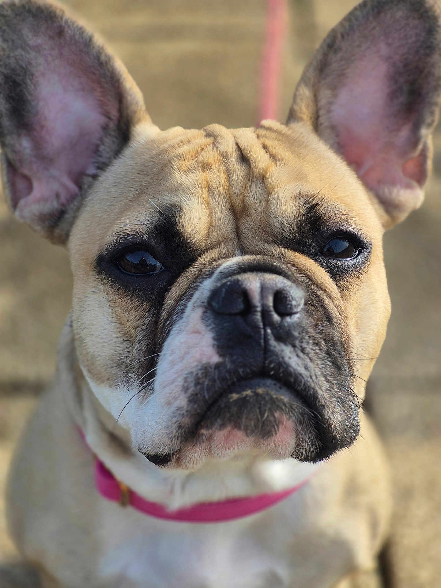 Nala