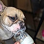 dog, french_bulldog, close_up, pet, animal, mouth, glass_jar, hand, licking, cream, indoor, brown, white, short_hair, snout, cute, focused, blurred_background, domestic, companion