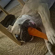 Nala participe au concours pour gagner de l'argent avec cette photo : animal, bite, brown, canine, chewing, closeup, companion, cute, dog, floor, home, indoor, paw, pet, playful, resting, rug, toy, wooden_chair, woven_rug