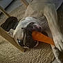 animal, bite, brown, canine, chewing, closeup, companion, cute, dog, floor, home, indoor, paw, pet, playful, resting, rug, toy, wooden_chair, woven_rug