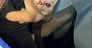 Sugar joined the competition — help win amazing prizes! animal, cat, cozy, curious, cute, domestic, eyes, face, feline, indoor, kitten, looking, paws, pet, playful, resting, small, soft, tote_bag, white_fur