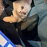 animal, cat, cozy, curious, cute, domestic, eyes, face, feline, indoor, kitten, looking, paws, pet, playful, resting, small, soft, tote_bag, white_fur