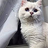 Sugar is registered to the contest to win money with this photo: animal, blue_eyes, cat, close_up, curtain, cute, domestic_cat, fabric, feline, fluffy, fur, indoor, looking_away, mammal, pet, portrait, soft_light, whiskers, white_cat, window