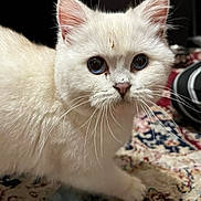 Sugar is registered to the contest to win money with this photo: animal, blue_eyes, carpet, cat, close_up, curious, cute, domestic, feline, fur, household, indoor, kitten, pet, playful, small, toy, whiskers, white_fur, young