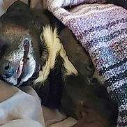 Remi is registered to the contest to win money with this photo: animal, black, blanket, brown, canine, closeup, comfort, cozy, cushion, dog, domestic, fur, indoor, nap, pet, relaxed, resting, sleeping, smile, white