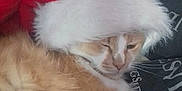 Stitch is registered to the contest to win money with this photo: cat, orange_cat, white_cat, santa_hat, pet, fluffy, sleepy, indoor, couch, red_wall, fur, animal, domestic_animal, resting, cozy, cute, holiday, christmas_hat, relaxed, feline