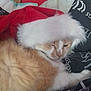 cat, orange_cat, white_cat, santa_hat, pet, fluffy, sleepy, indoor, couch, red_wall, fur, animal, domestic_animal, resting, cozy, cute, holiday, christmas_hat, relaxed, feline