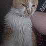 Stitch is registered to the contest to win money with this photo: cat, orange_cat, white_cat, fluffy_fur, pet, indoor, closeup, sitting, feline, whiskers, ears, animal, fur, domestic_cat, relaxed, person_arm, casual, home, portrait, cute