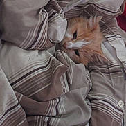 Stitch is registered to the contest to win money with this photo: cat, orange_cat, white_cat, pet, cozy, blanket, striped_blanket, bedroom, resting, fur, cute, indoor, sleepy, comfortable, animal, domestic_cat, feline, soft, warm, hidden
