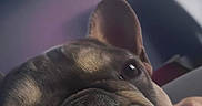 Rocky is registered to the contest to win money with this photo: animal, black, brown, bulldog, close_up, cozy, cute, dog, ear, expression, face, fur, indoor, light, looking_up, pet, portrait, shadow, snout, wrinkles
